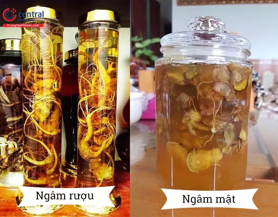 Tam Thất ngâm rượu và ngâm mật