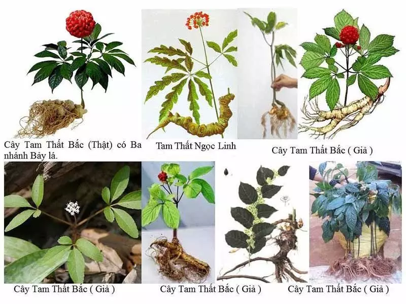 Tam thất bắc rất rễ nhầm lẫn với nhiều dược liệu khác