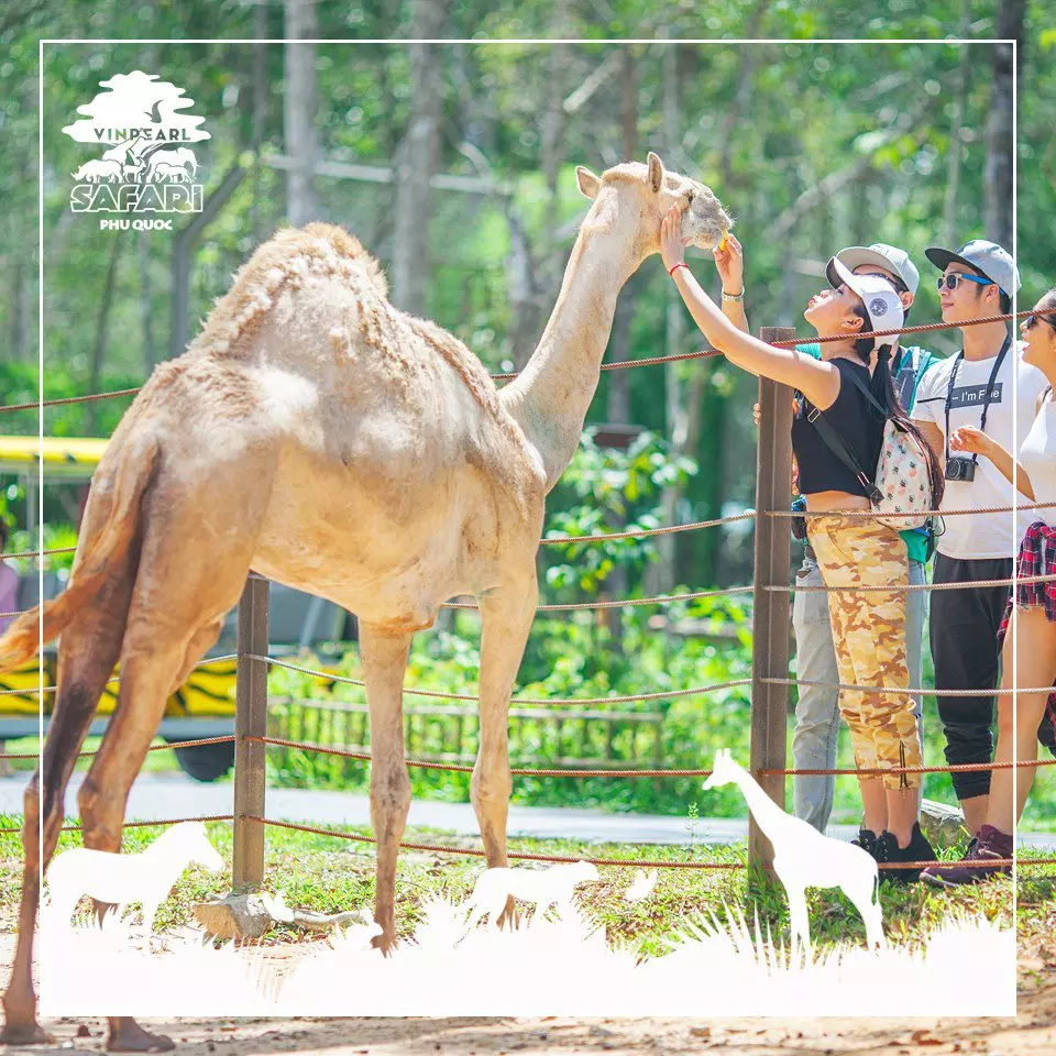 Giá vé cáp treo Sun World Hòn Thơm Nature Park