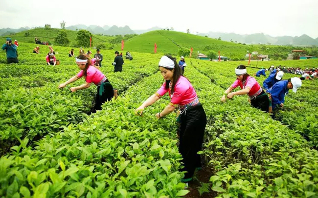 Nông trường Mộc Châu