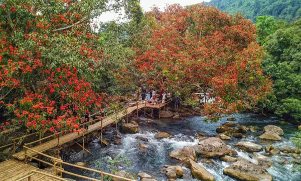 Hoa Vàng Anh đỏ rực bên suối