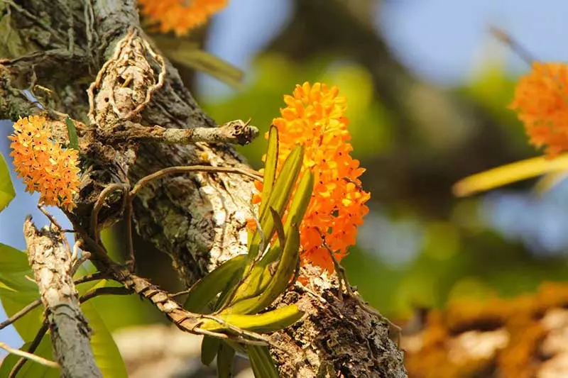 Hệ sinh thái phong phú tại Yok Đôn