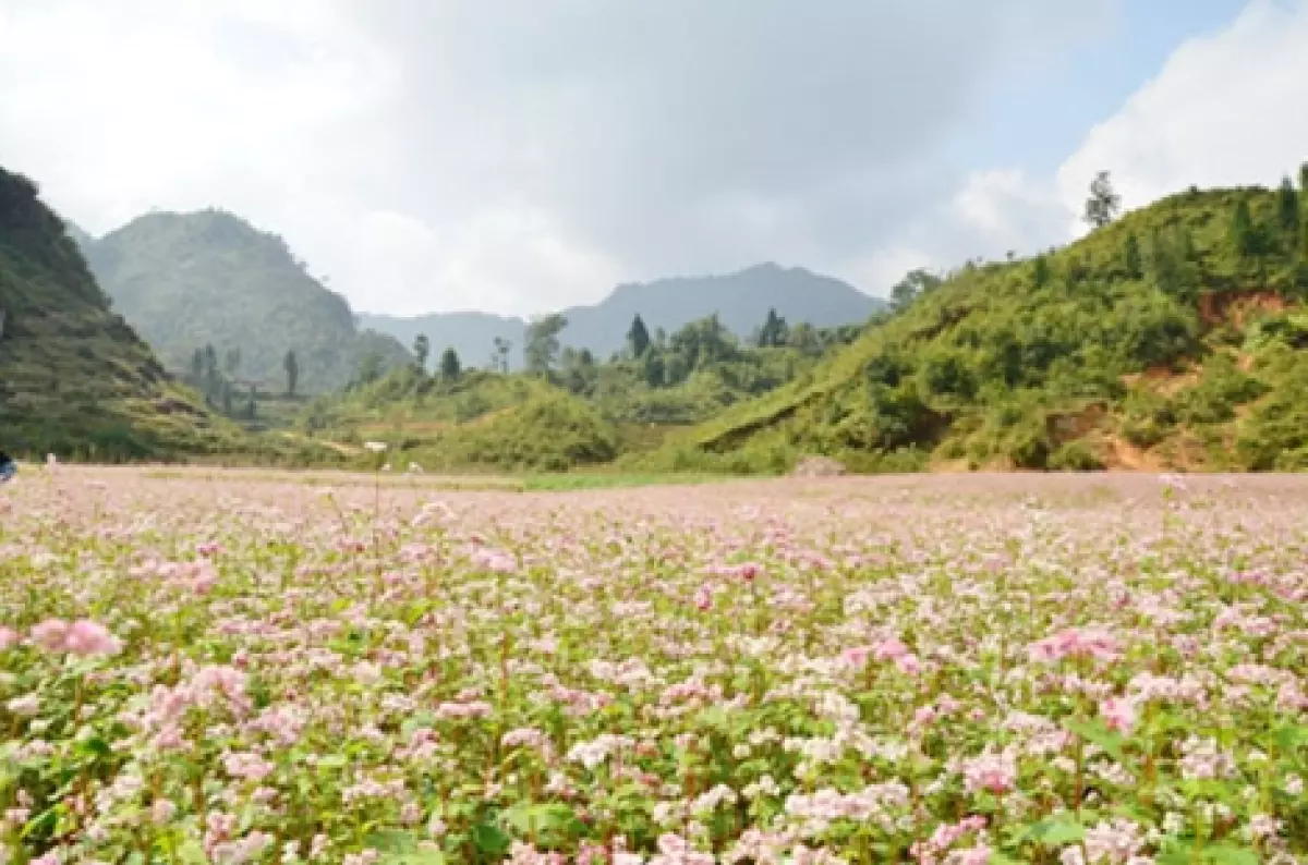 Hoa tam giác mạch