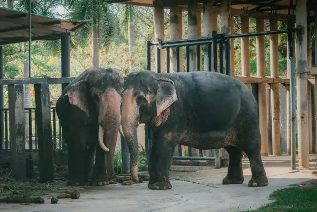 Vườn bách thú Vườn Xoài rộng lớn với vô số các loài động vật nổi tiếng và quý hiếm trên thế giới