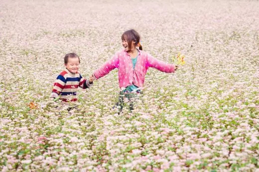 Mùa hoa Tam Giác Mạch tại Mộc Châu