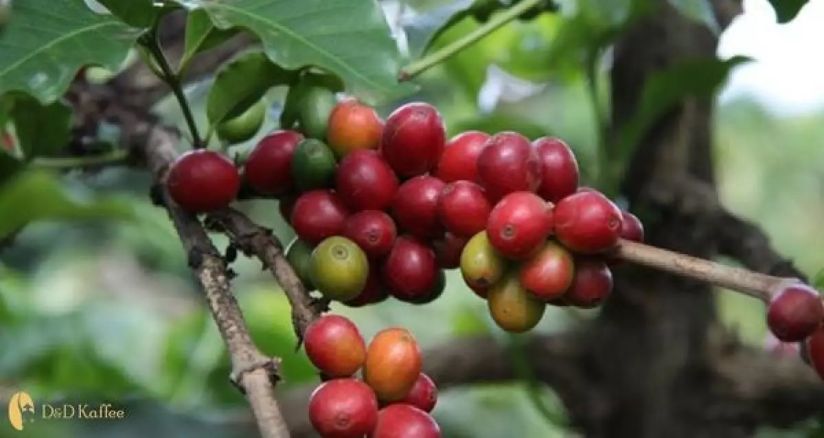 Trải nghiệm mùa thu hoạch cà phê ở nông trại D&D Kaffee