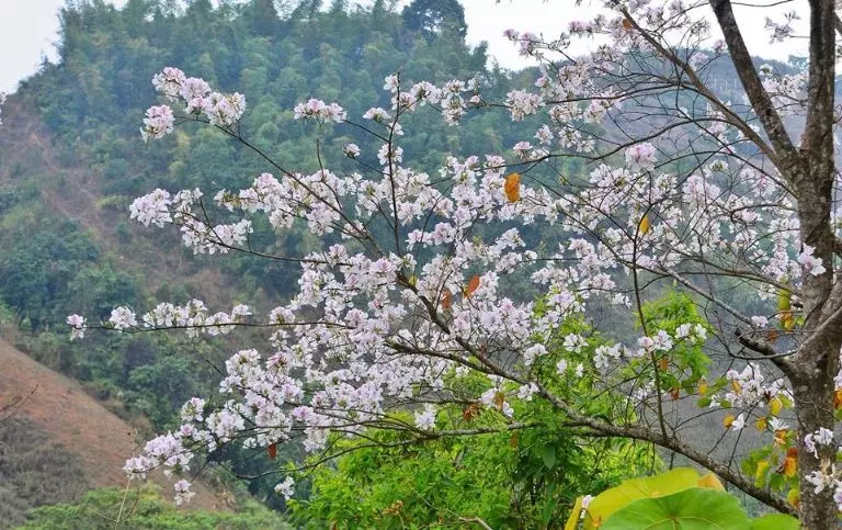 hoa ban điện biên