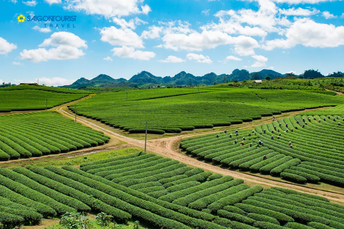 Đồi chè Mộc Châu