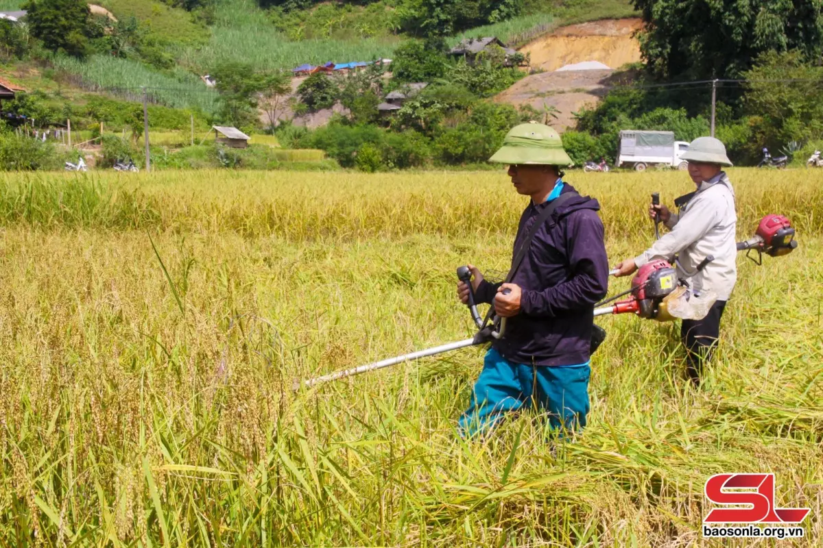 Nông dân sử dụng máy gặt cầm tay để cắt lúa.