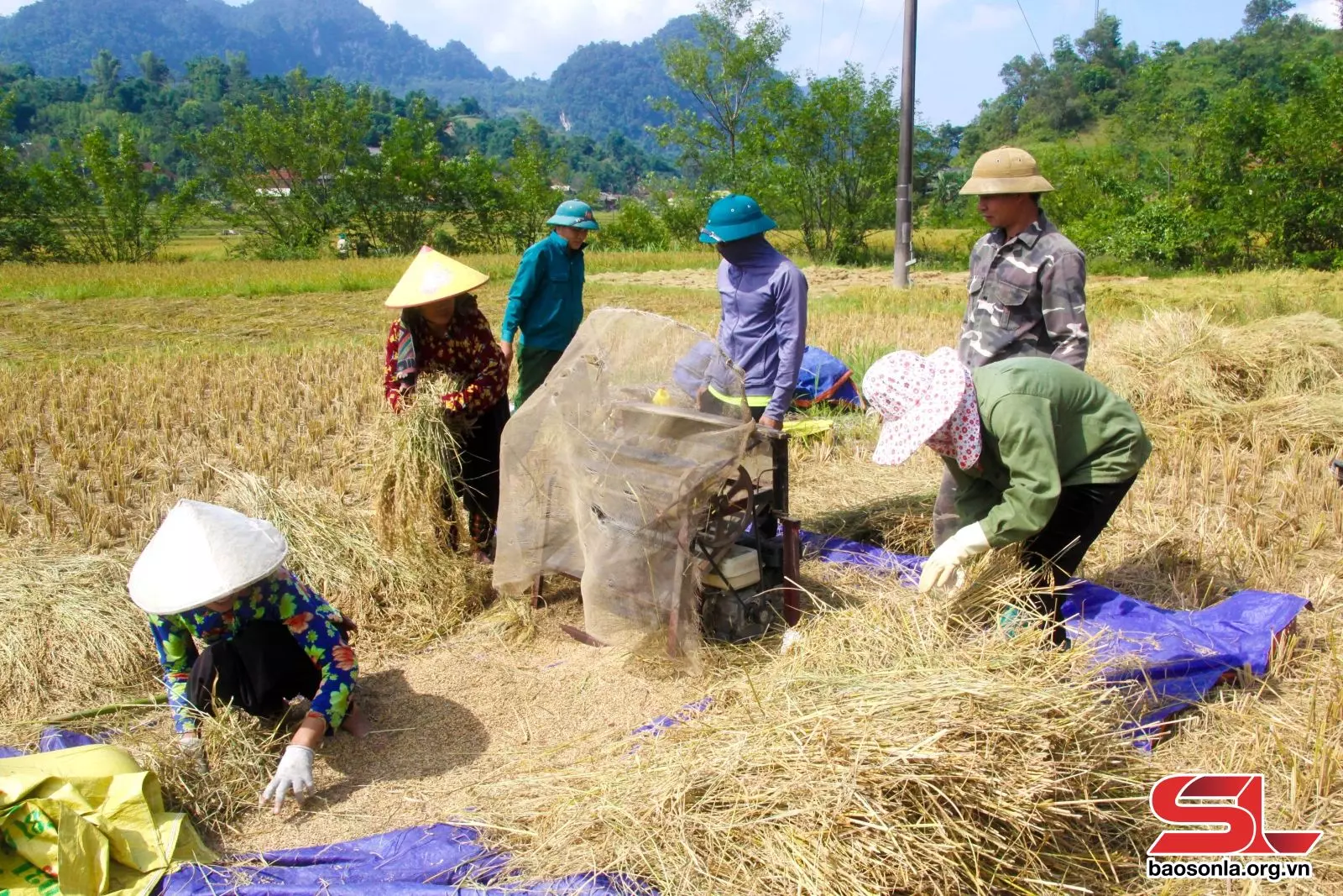 Nhân dân bản Luông thu hoạch lúa.