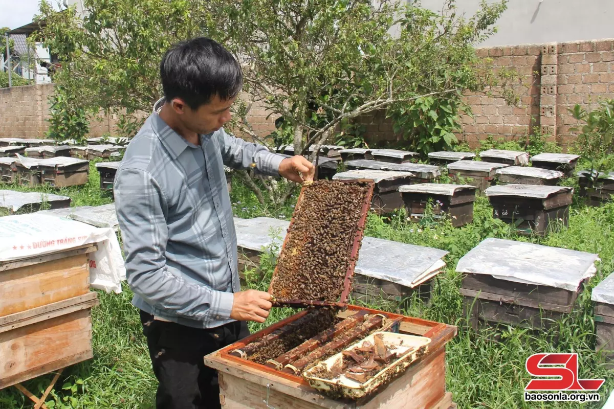 Anh Đoàn Đình Khính kiểm tra cầu nuôi ong mật