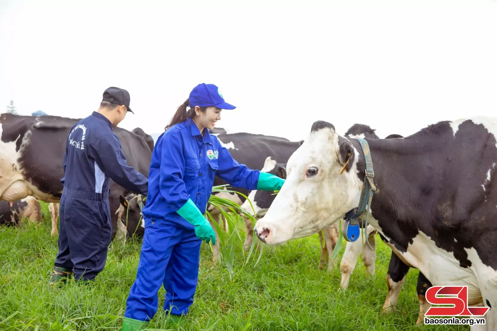 Công nhân Mộc Châu Milk chăm sóc đàn bò sữa.