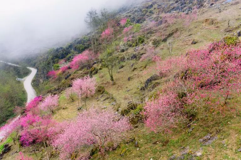 Chiêm ngưỡng hoa đào ở Đồng Văn