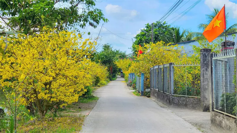 Hoa mai là biểu tượng cho Tết miền Trung