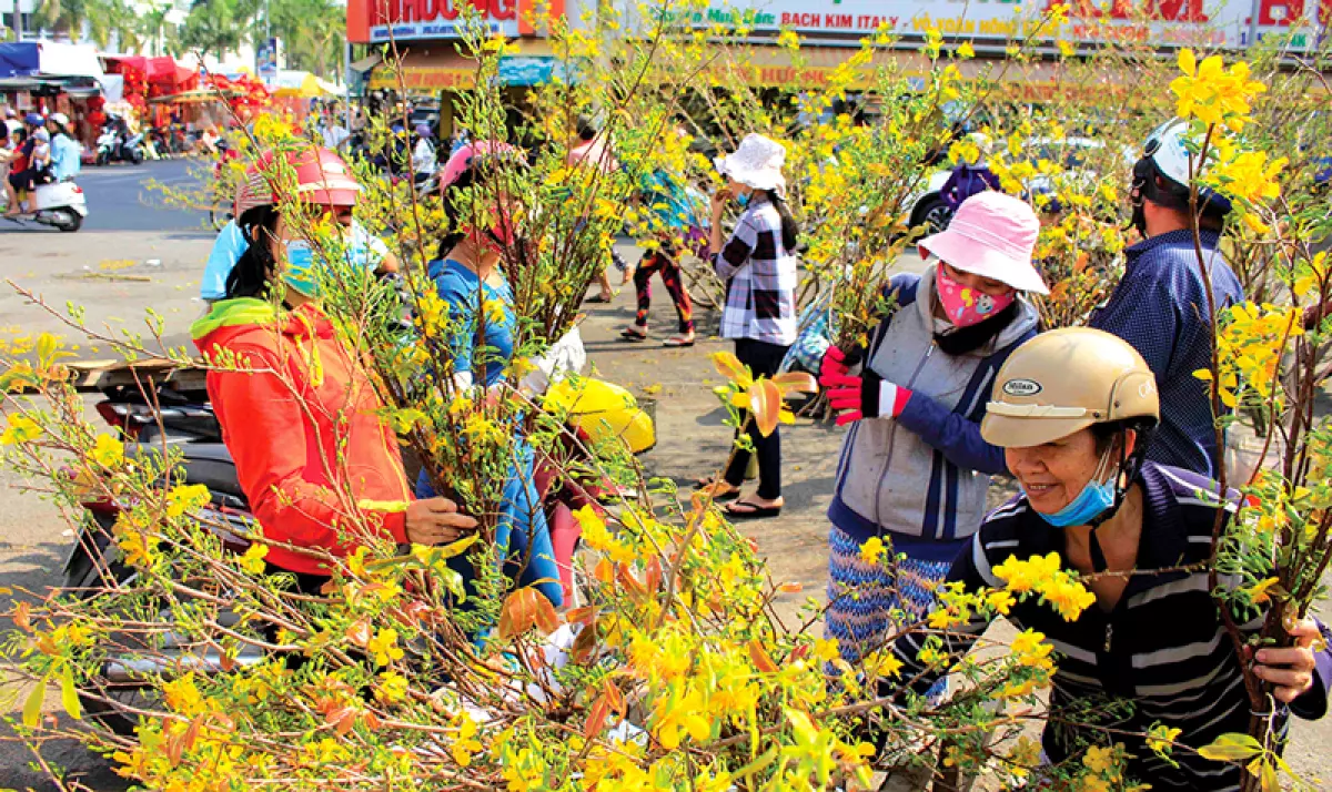 Phong tục chưng hoa mai ngày Tết