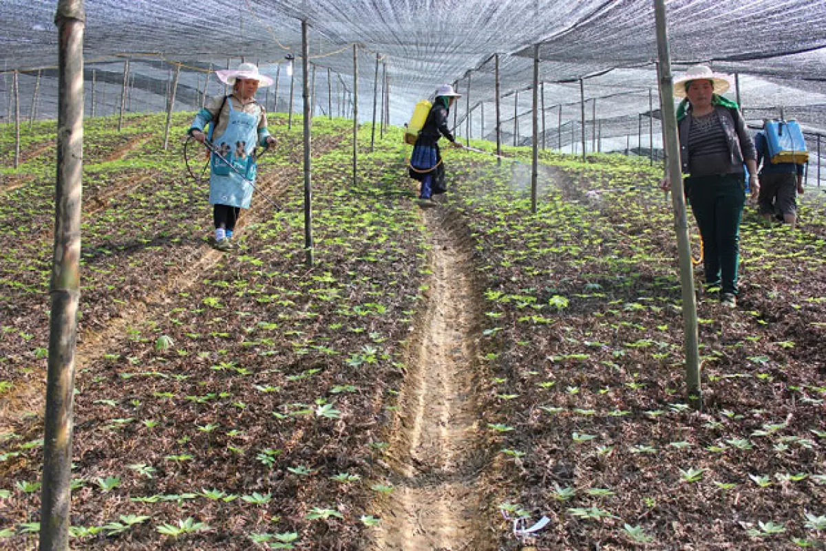 Trồng tam thất thu tiền tỉ ở Si Ma Cai