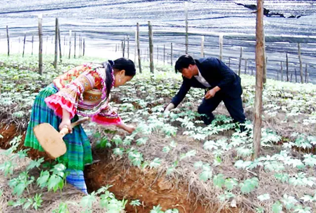 Bà con đồng bào dân tộc Mông chăm sóc vườn tam thất 2 năm tuổi