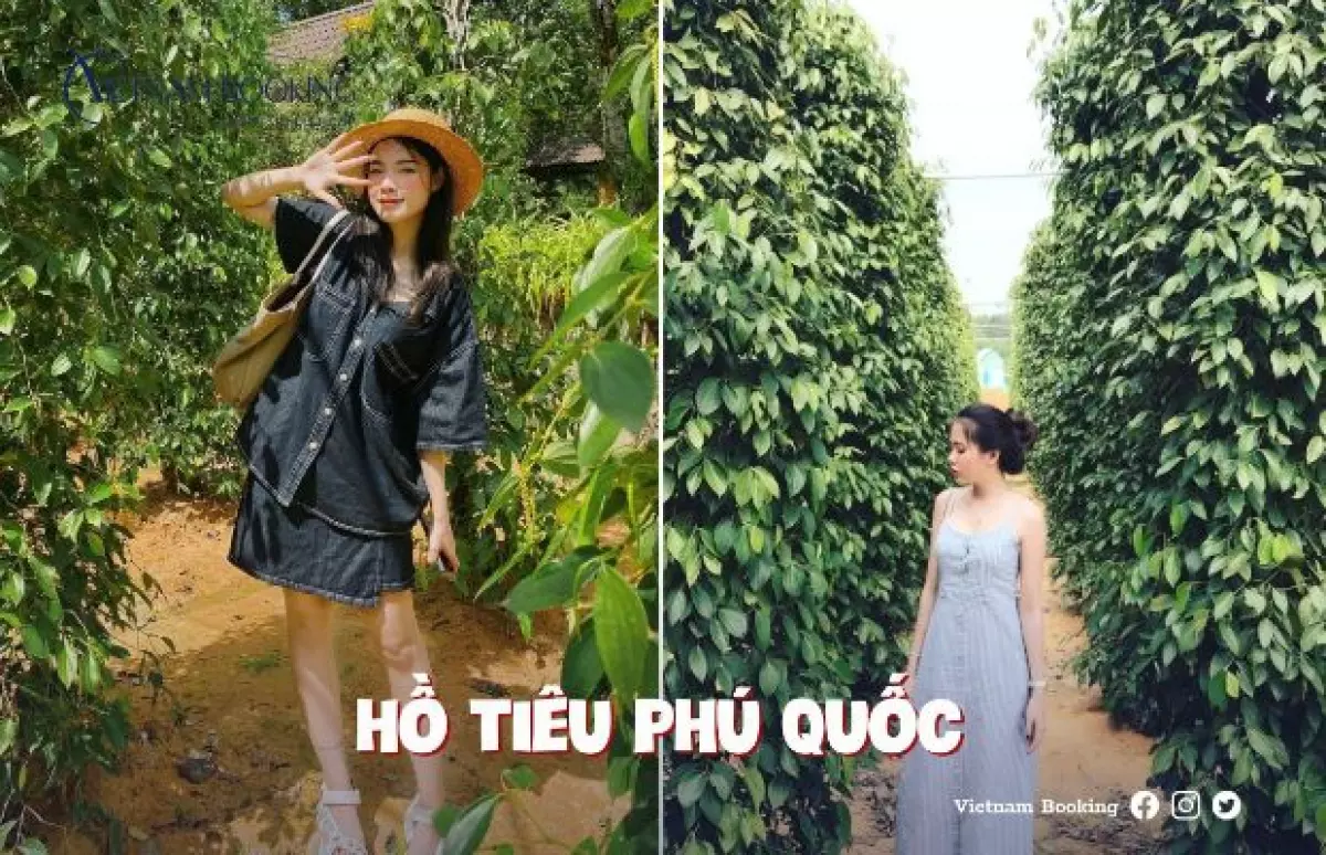 Tour  <a href='https://thienviettour.vn/kinh-nghiem-du-lich-phu-quoc-2-ngay-1-dem-lich-trinh-di-lai-an-choi-a3584.html' title='du lịch phú quốc' class='hover-show-link replace-link-3166'>du lịch phú quốc<span class='hover-show-content'></span></a>  3 ngày 2 đêm Tết 2023 - hồ tiêu Phú Quốc