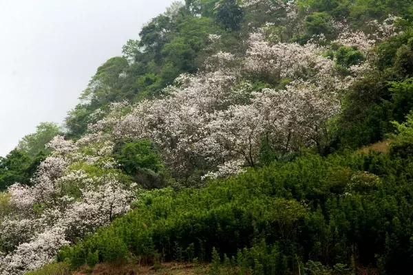 Mật ong hoa rừng Sơn La