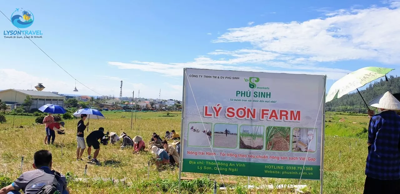 Du khách tham quan và làn nông dân đang thu hoạch tỏi ở Lý Sơn tại Lý Sơn Farm