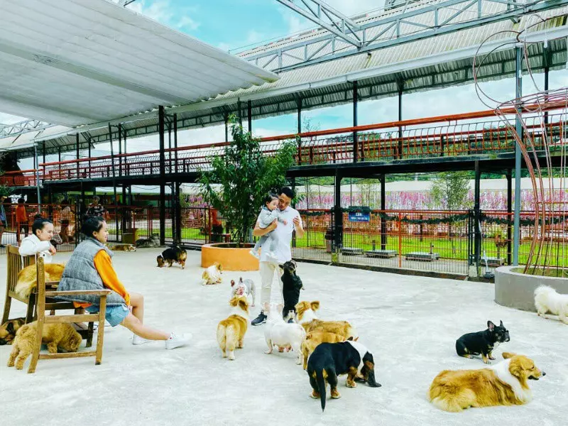 Đến tham quan Puppy Farm để được vui đùa với những chú cún siêu dễ thương khi đi tour