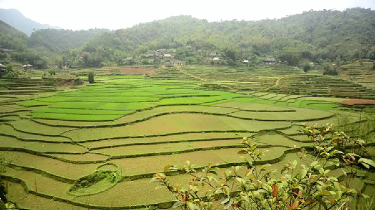 du lịch tân lạc - du lịch Hoàn Mỹ - Những thửa ruộng bậc thang thoai thoải nơi xứ Mường, Tân Lạc.