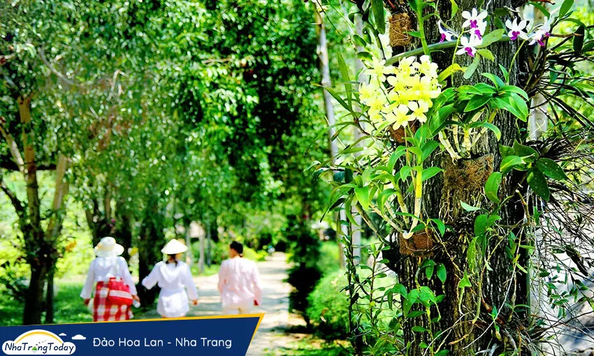 đảo hoa lan nha trang