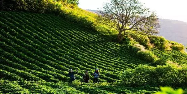 Khám phá vẻ đẹp bí ẩn tại Biển Hồ Chè