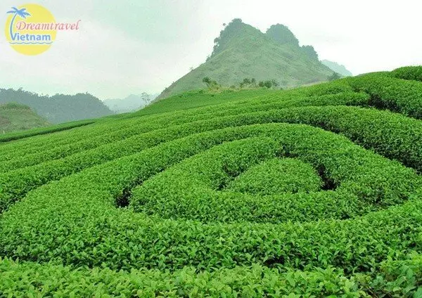 Đồi chè Mộc Châu