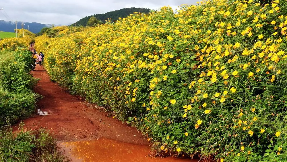 đà lạt tháng 9 có gì đẹp