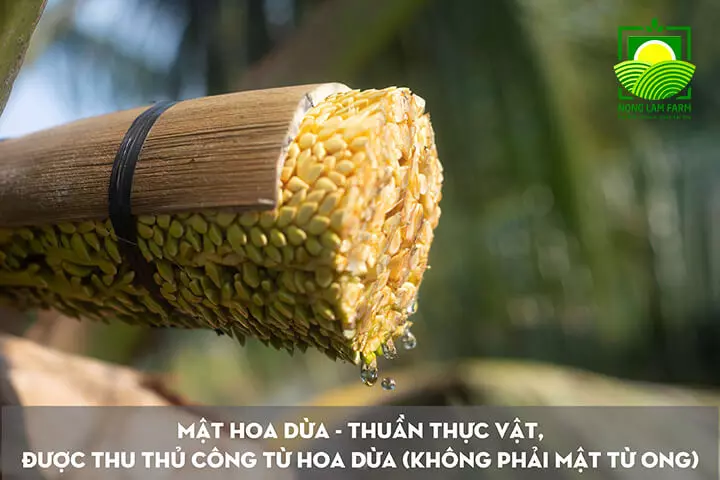 Lợi ích mật hoa dừa