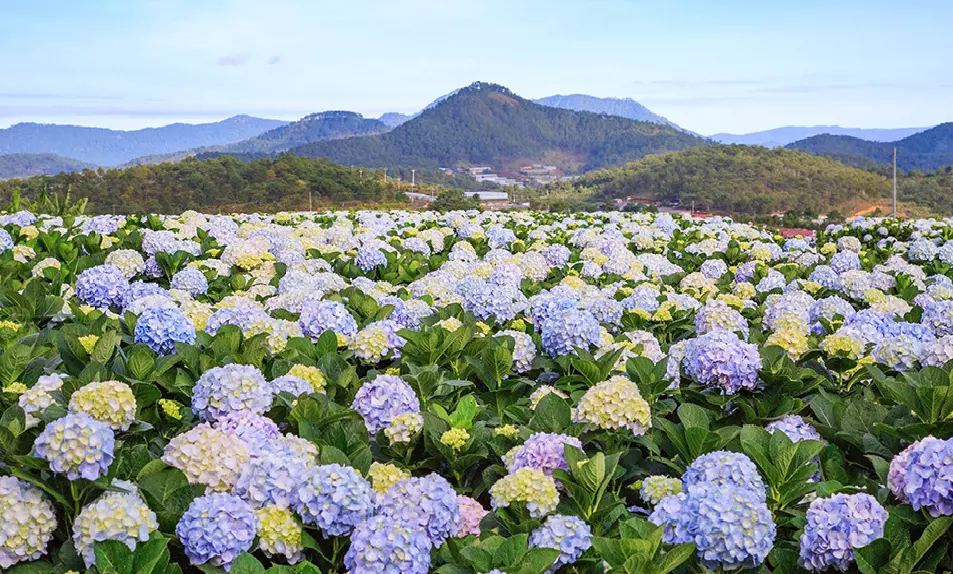 Hoa cẩm tú cầu