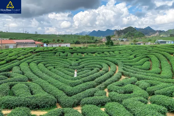 Khung cảnh lãng mạn tại đồi chè trái tim Mộc Châu