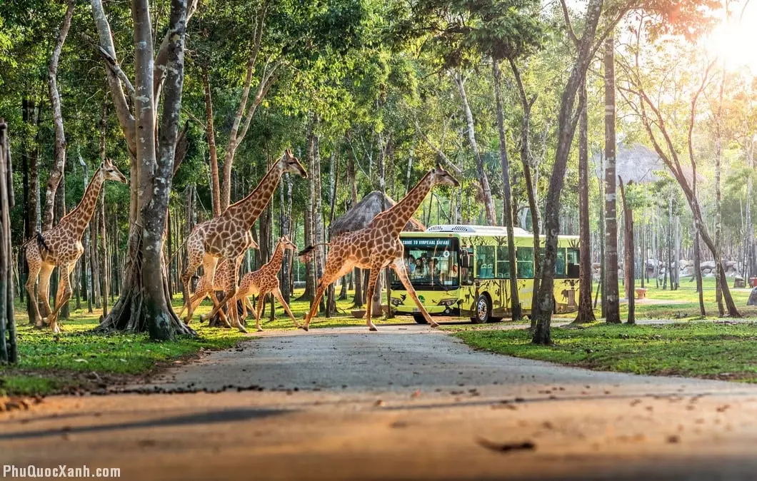 Hoạt động nổi bật Safari Phú Quốc