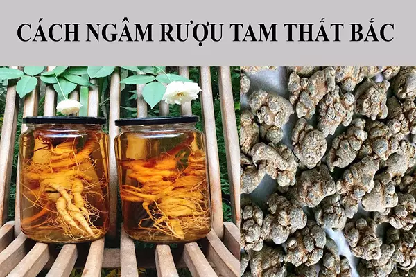 Cách ngâm rượu tam thất