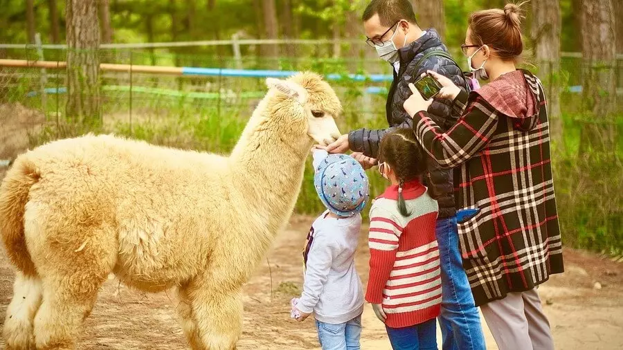 Tương tác với nhiều loài động vật đáng yêu tại sở thú ZooDoo