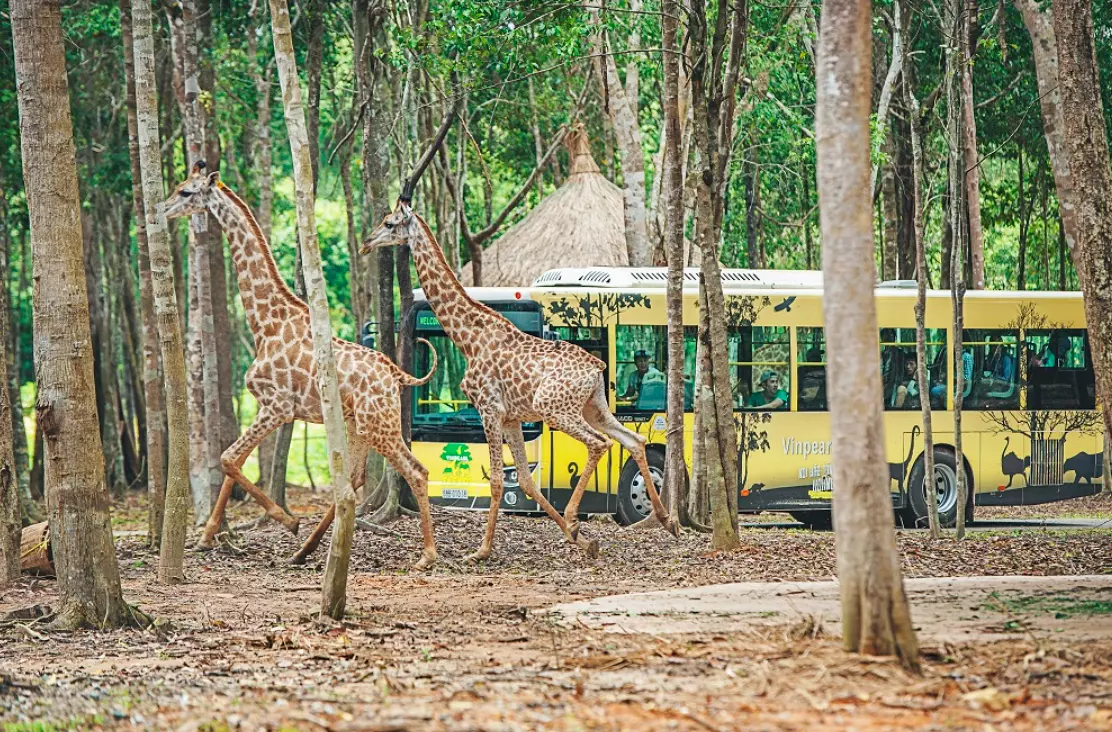 Vườn Thú Mở - Vinpearl Safari