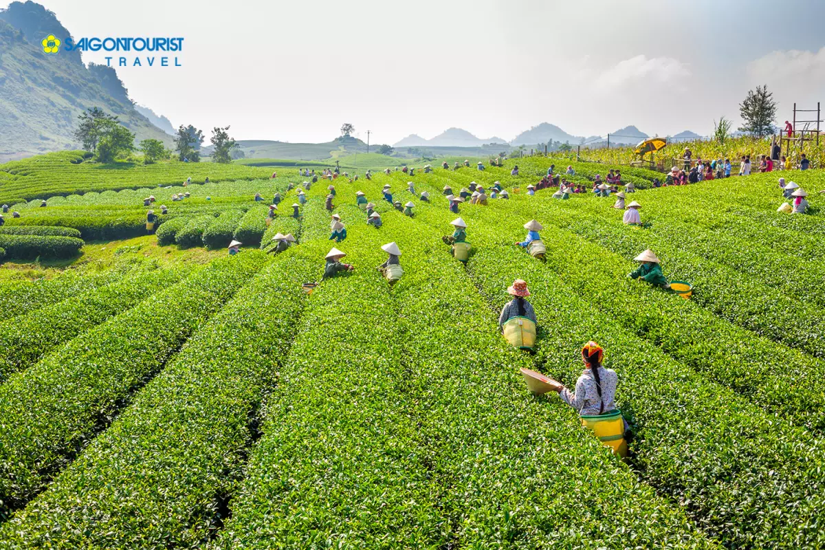 Đồi chè Mộc Châu