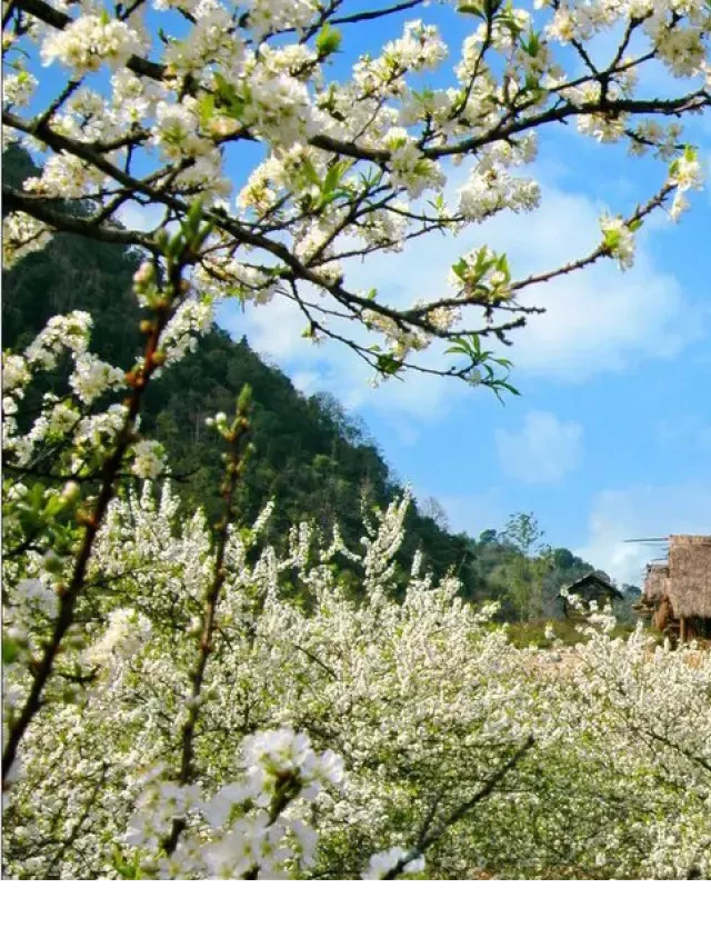   Du Lịch Mộc Châu Tết Âm Lịch: Mộc Châu Mùa Hoa Mận - Đón Xuân Trên Cao Nguyên