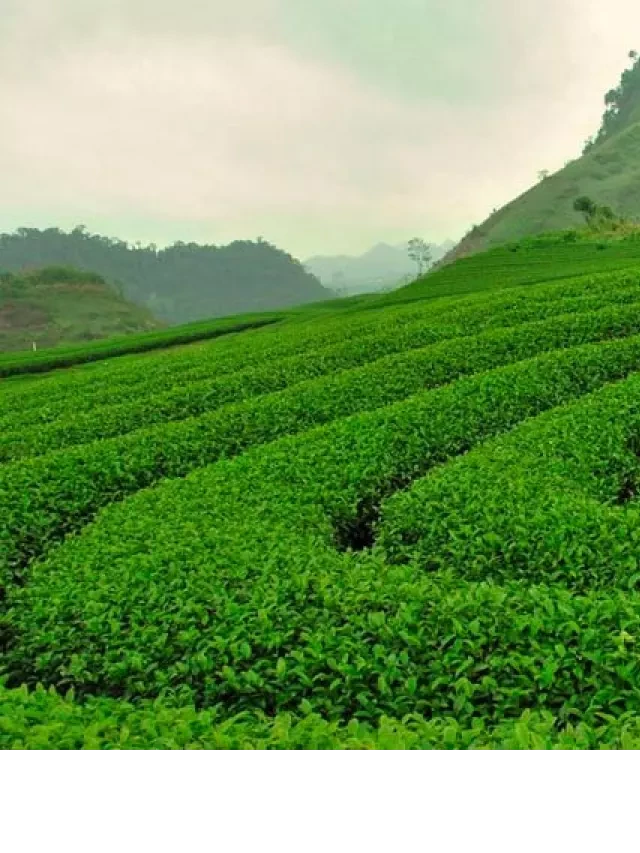   Khám phá đồi chè trái tim ở Mộc Châu: Vẻ đẹp độc đáo và thơ mộng