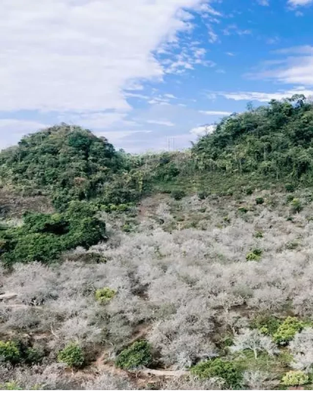   Kinh nghiệm du lịch Mộc Châu tháng 12: Khám phá vẻ đẹp độc đáo của vùng cao nguyên