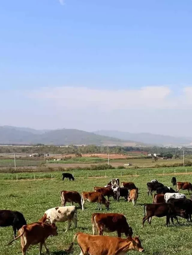   Đà Lạt Milk Farm - Nơi được thiên nhiên ban tặng vẻ đẹp độc đáo