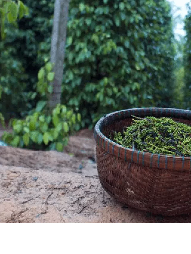   Du lịch Phú Quốc tháng 9: Khám phá những trải nghiệm độc đáo