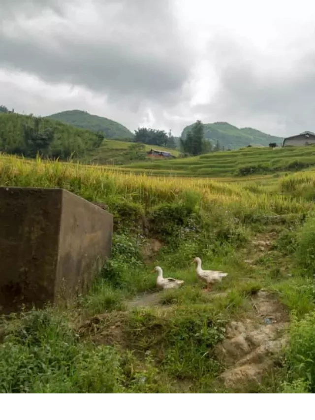   Flueddi trên du lịch