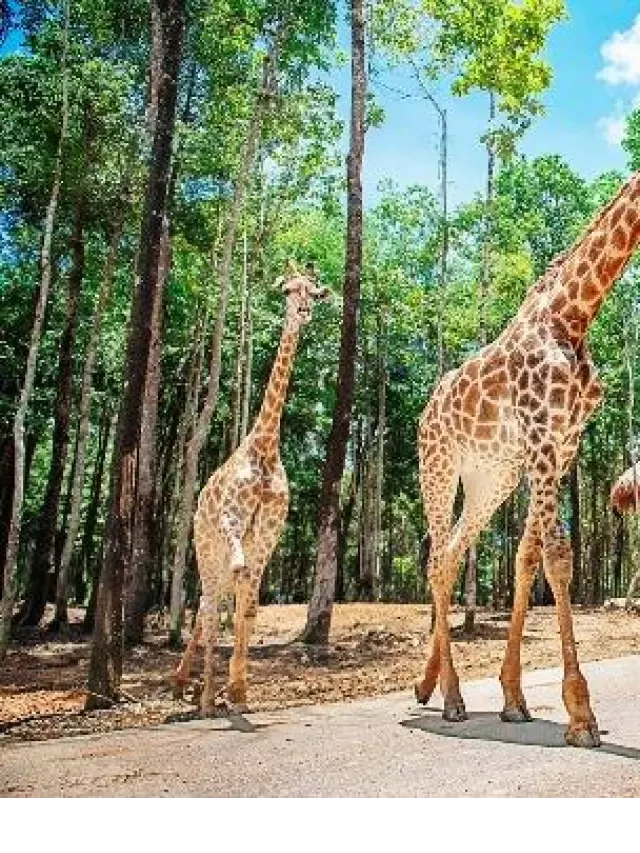   Kinh nghiệm đi Safari Phú Quốc tuyệt "CHẤT" và hướng dẫn chi tiết