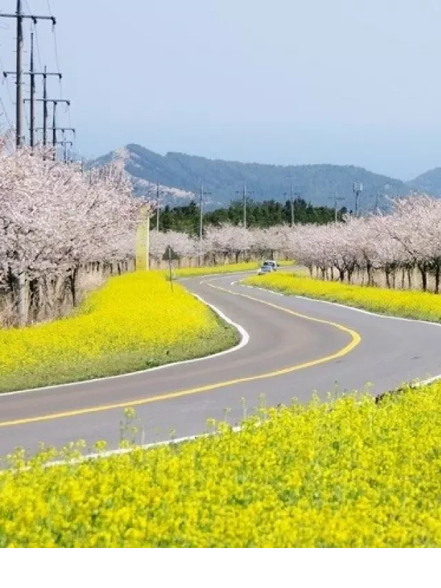   Thú vị và hấp dẫn: Kinh nghiệm du lịch Jeju tự túc 2023