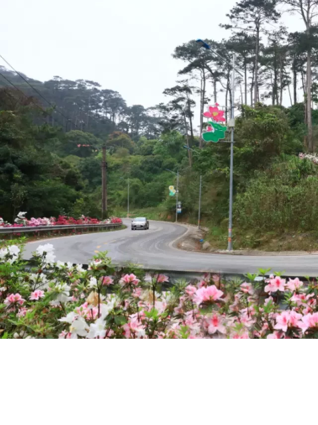   Kinh nghiệm du lịch Tam Đảo tự túc 1 ngày: Đắm chìm trong không gian thiên nhiên tuyệt đẹp của thiên đường mây