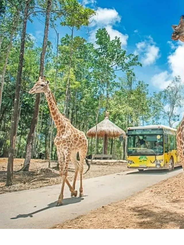   Một Địa Điểm Khám Phá Thiên Nhiên Tuyệt Vời - Vinpearl Safari Phú Quốc