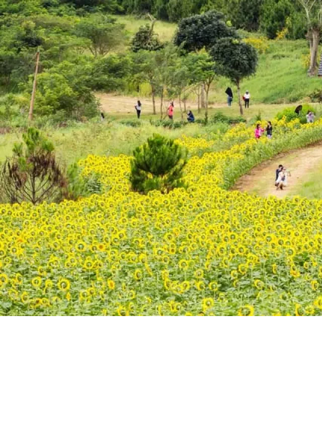   Tour Đà Lạt tháng 4- Tháng của những mùa hoa