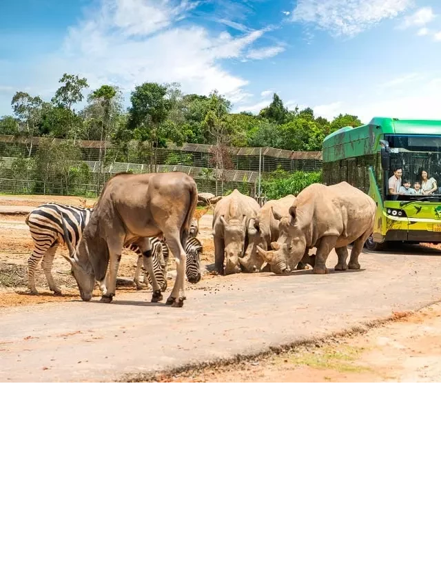   Trọn bộ Kinh nghiệm đi Vinpearl Safari Phú Quốc: Điểm đến không thể bỏ lỡ